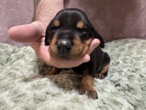 Black Collar - Male