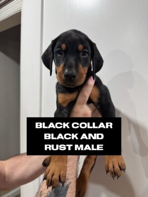 black1 Black Collar - Male