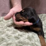 Blue Collar - Male