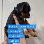 Blue Collar - Male