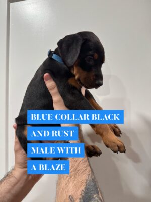blue1 Blue Collar - Male