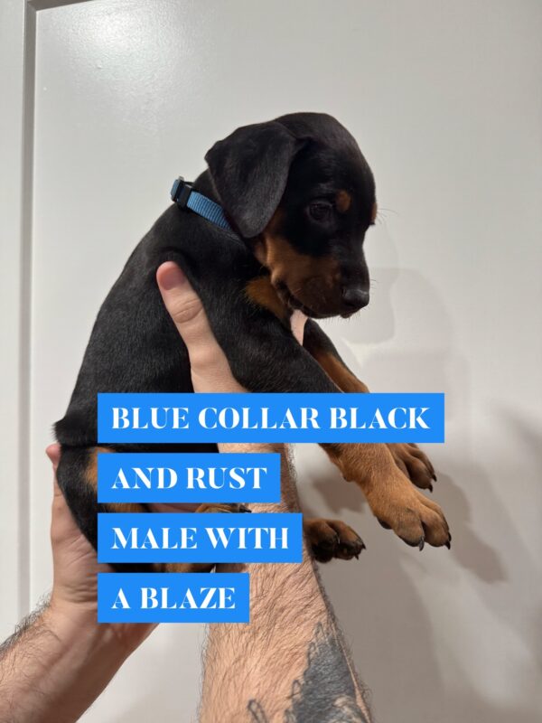 Blue Collar - Male