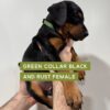 Green Collar - Female