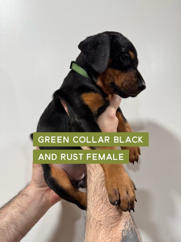 Green Collar - Female