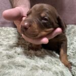 Light Blue Collar - Male