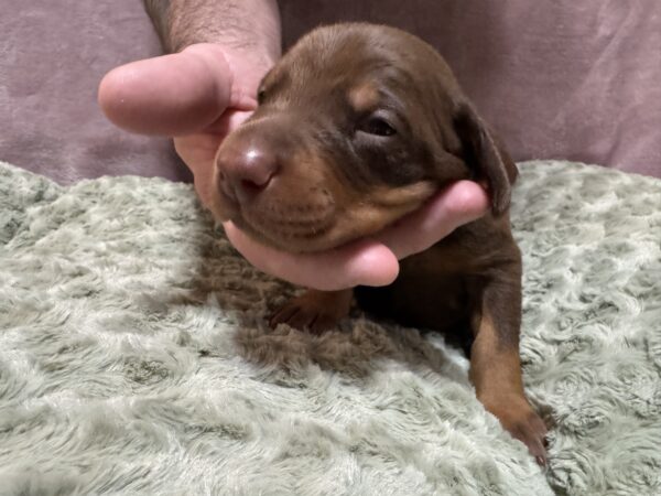 Light Blue Collar - Male