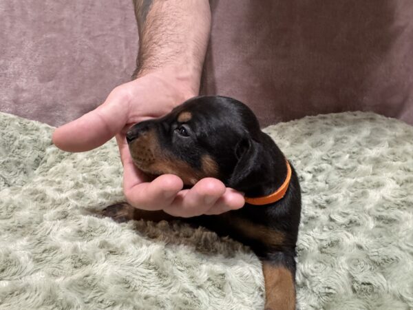 Orange Collar - Male