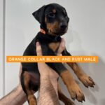 Orange Collar - Male