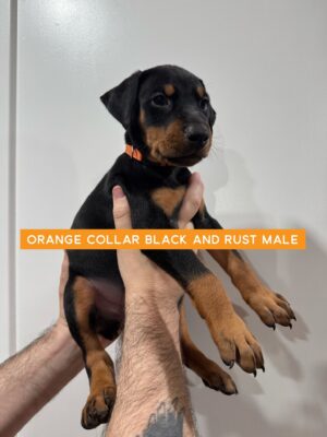 orange1 Orange Collar - Male