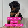 Pink Collar - Female