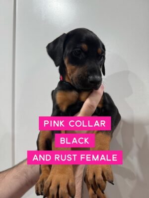 Pink Collar - Female
