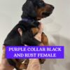 Purple Collar - Female
