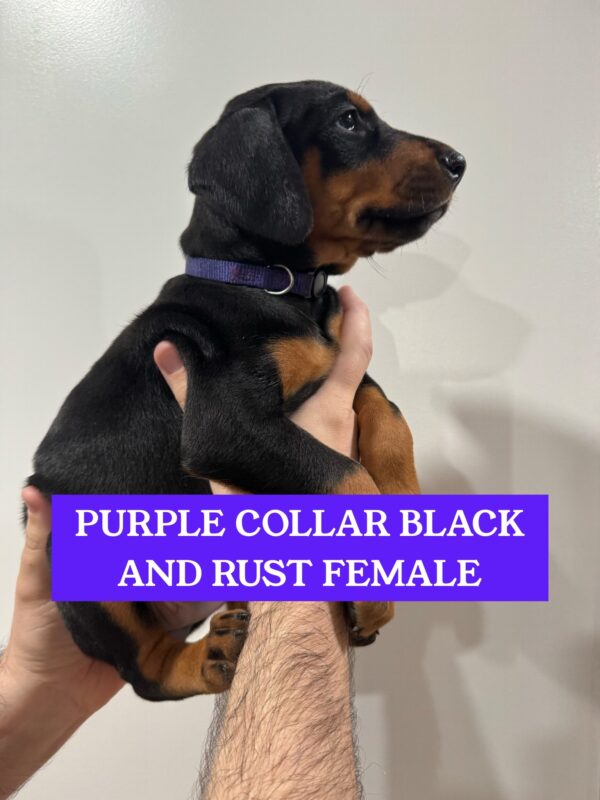 Purple Collar - Female