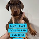 Light Blue Collar - Male