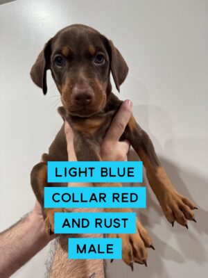 red1 Light Blue Collar - Male