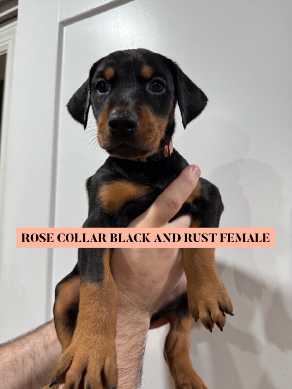 Rose Collar - Female