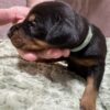 Teal Collar - Female