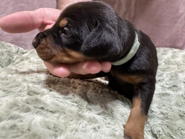 Teal Collar - Female