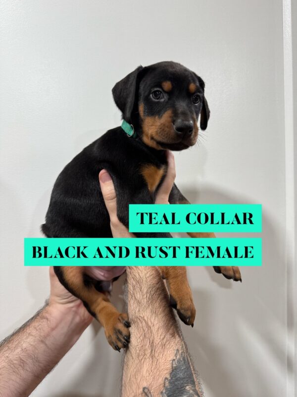 Teal Collar - Female