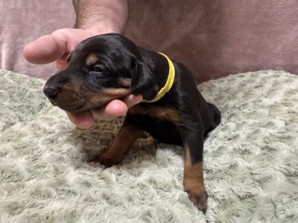 Yellow Collar - Male