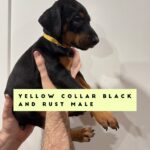 Yellow Collar - Male