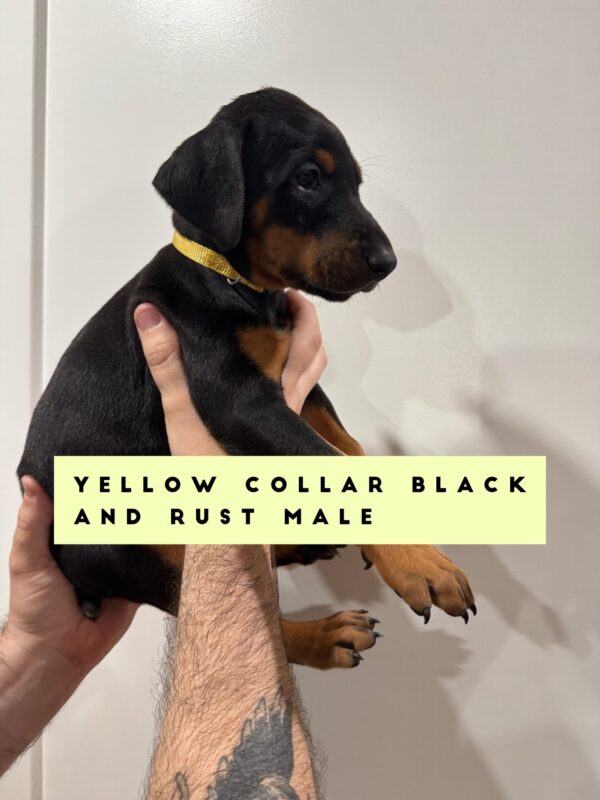 yellow1 Yellow Collar - Male