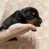 Female - Red Collar