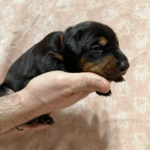 Female - Red Collar