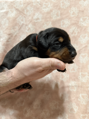 Female - Red Collar
