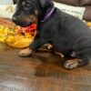 "Nova" Purple Collar