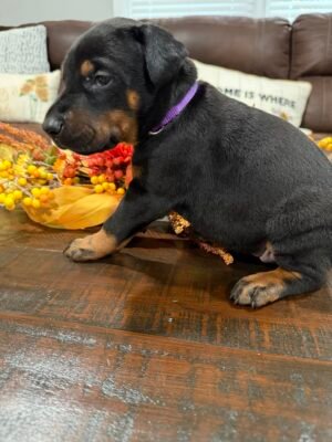 "Nova" Purple Collar