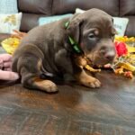 "Diesel" Green Collar