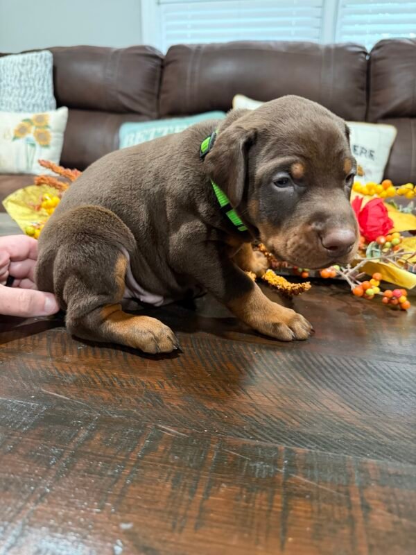 IMG_20260923_102836 "Diesel" Green Collar