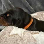 "Ace" Orange Collar