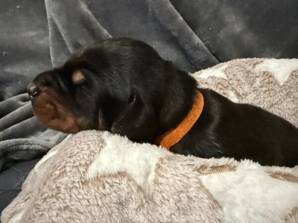 orange collar "Ace" Orange Collar