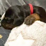 "Bruno" Red Collar